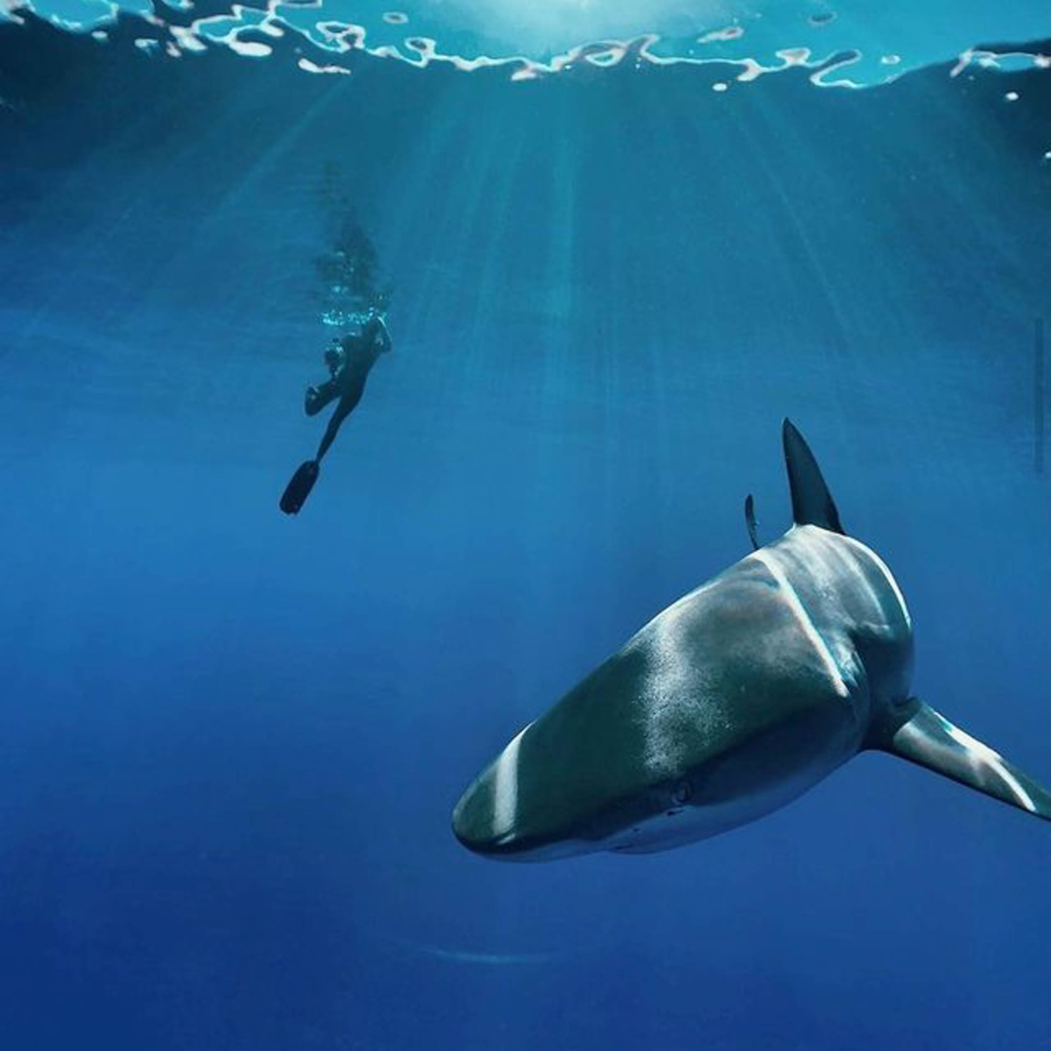 Cageless Shark Diving Tour Hawaii Tours and Activities