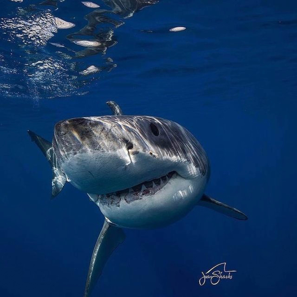 Oneoceandiving Cageless Shark Diving Tour Close Up Shark