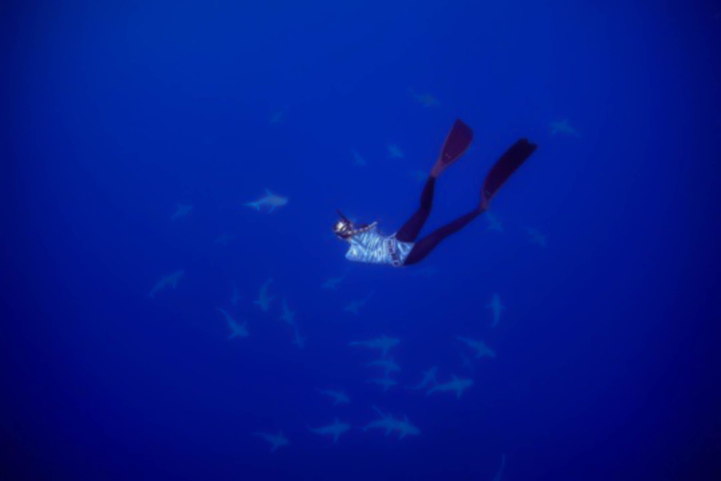 Oneoceandiving Cageless Shark Diving Tour Diving Deep 