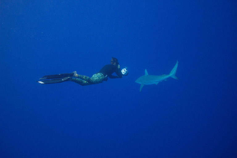 Oneoceandiving Cageless Shark Diving Tour Diving With Shark