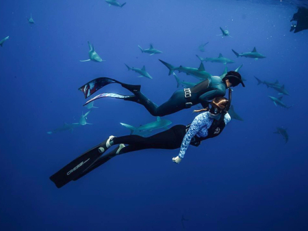 Oneoceandiving Cageless Shark Diving Tour