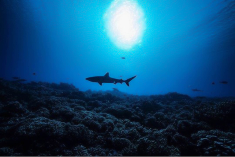 Oneoceandiving Cageless Shark Diving Tour One Shark
