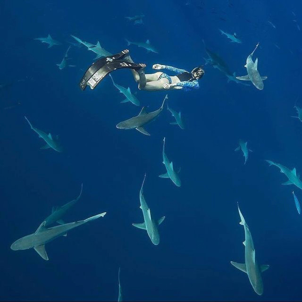 Oneoceandiving Cageless Shark Diving Tour Swiming In Middle Sharks