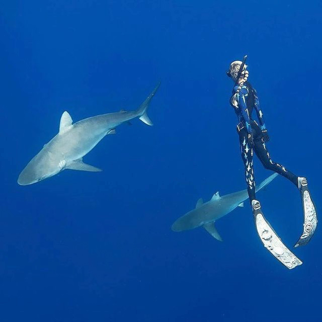 Oneoceandiving Cageless Shark Diving Tour Swimming Together