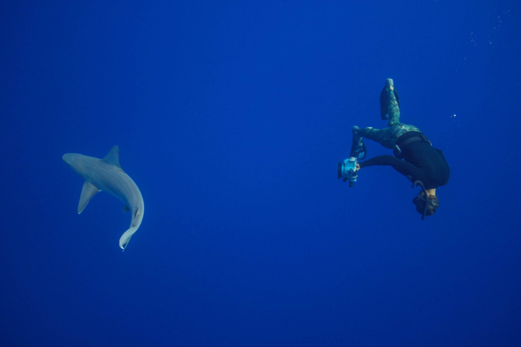 Oneoceandiving Cageless Shark Diving Tour Taking Shark Photo