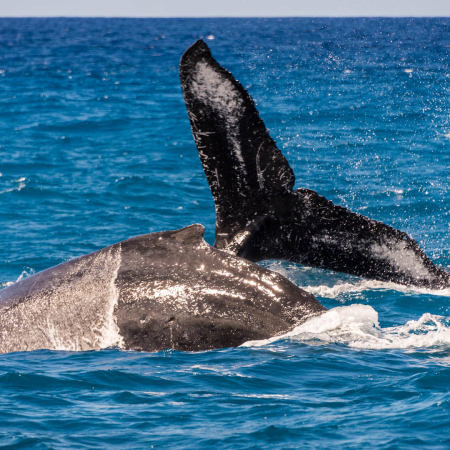 Adobestock Whale Watch Waikoloa Product Otp