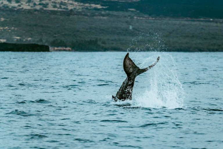 Hawaiinautical Waikoloa Whale Watch Tour