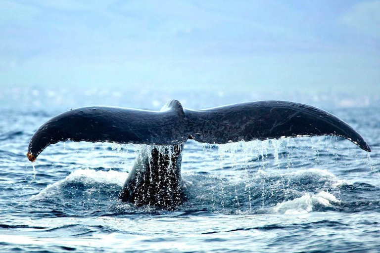 Hawaiinautical Waikoloa Whale Watch Tour Another Big Tail