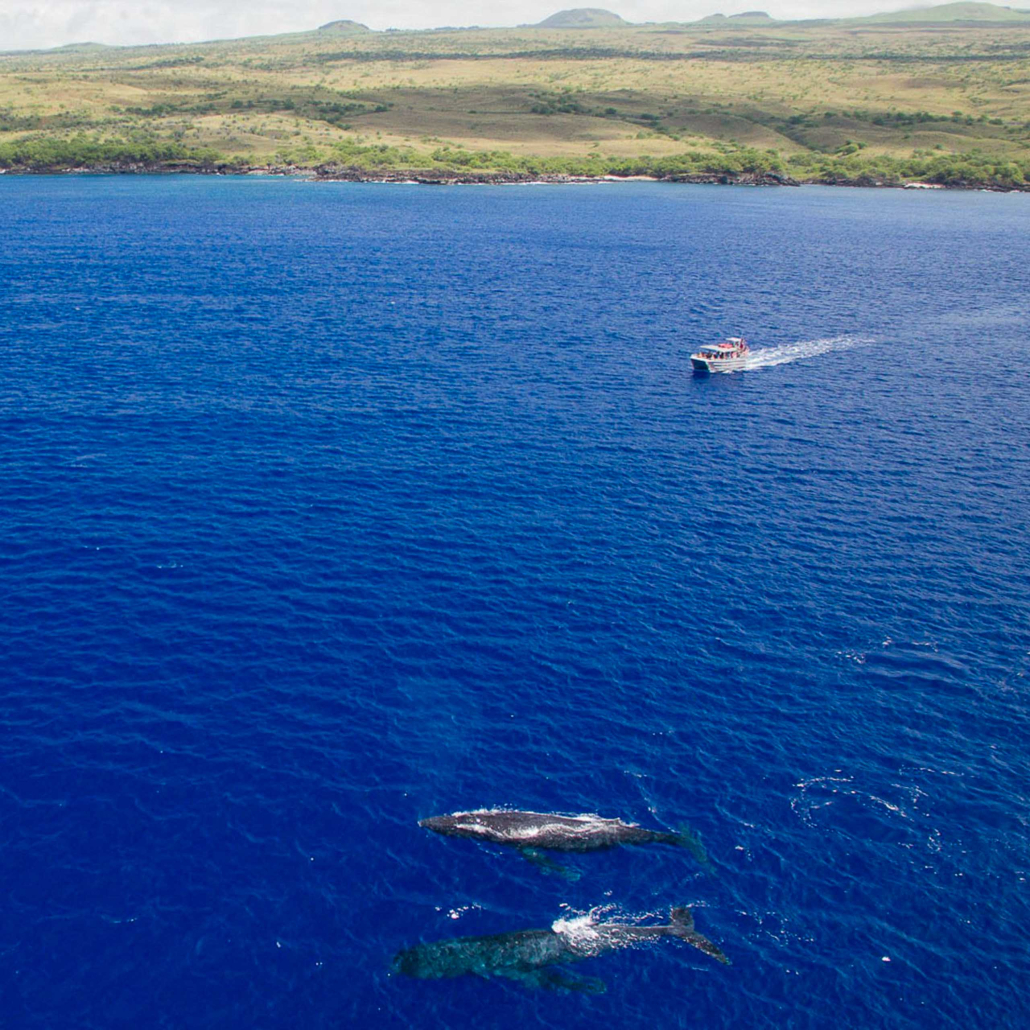 Hawaiinautical Waikoloa Whale Watch Tour Cataraman Whale