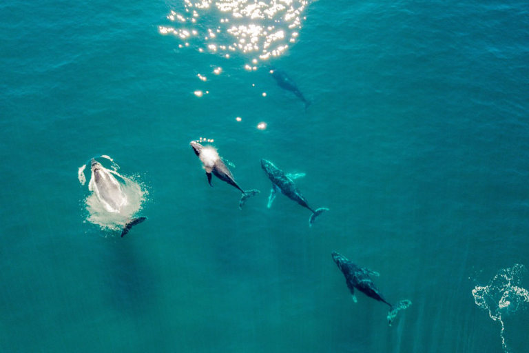 Hawaiinautical Waikoloa Whale Watch Tour Pack Of Whale