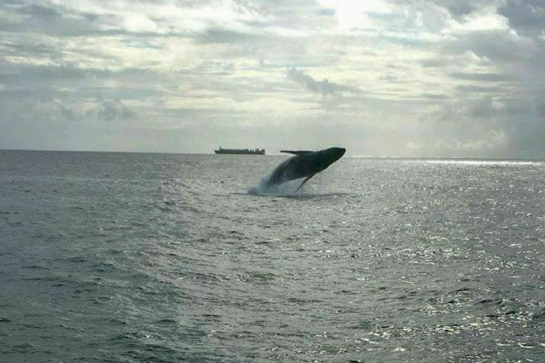 Hawaiinautical Waikoloa Whale Watch Tour Watching Whale