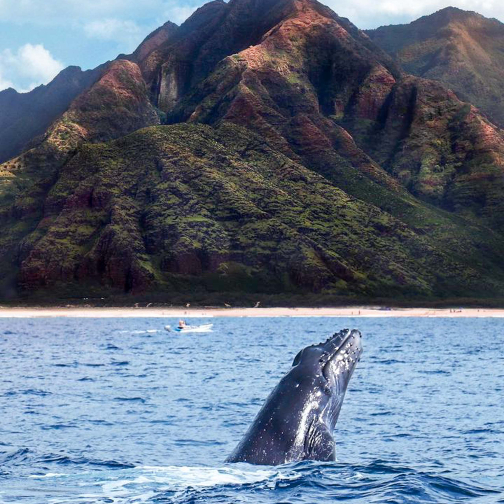 Hawaiinautical Waikoloa Whale Watch Tour Whale Head