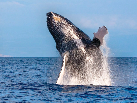 Hawaiinautical Waikoloa Whale Watch Tour Whale Jumping Out Of Water