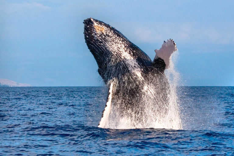 Hawaiinautical Waikoloa Whale Watch Tour Whale Jumping Out Of Water