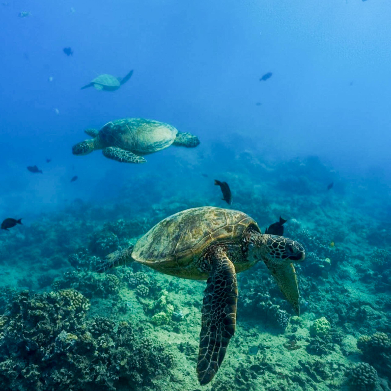 Livingoceantours Turtle Canyons Snorkel Excursion Couple Turtle