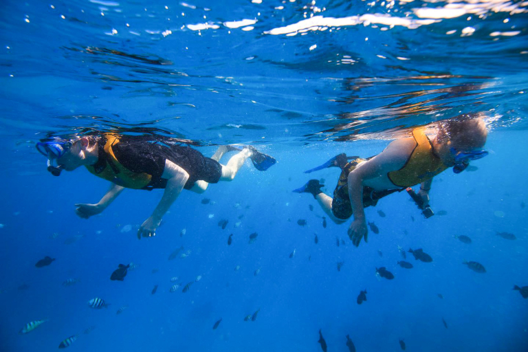 Livingoceantours Turtle Canyons Snorkel Excursion Guests Snorkel