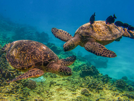 Livingoceantours Turtle Canyons Snorkel Excursion