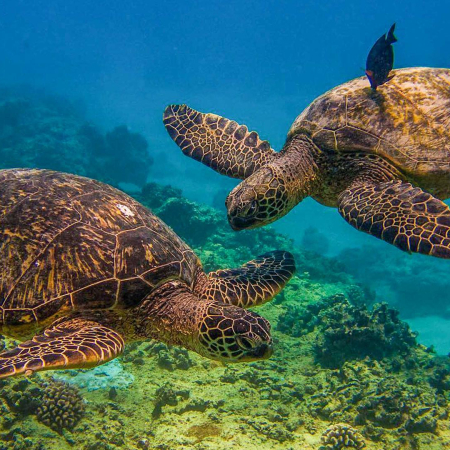 Livingoceantours Turtle Canyons Snorkel Excursion