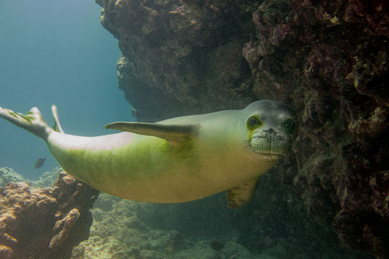 Livingoceantours Turtle Canyons Snorkel Excursion Sea Lion