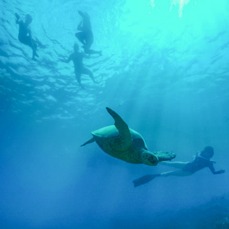 Livingoceantours Turtle Canyons Snorkel Excursion Swimming With Turtle