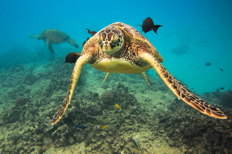 Livingoceantours Turtle Canyons Snorkel Excursion Turtle Swimming