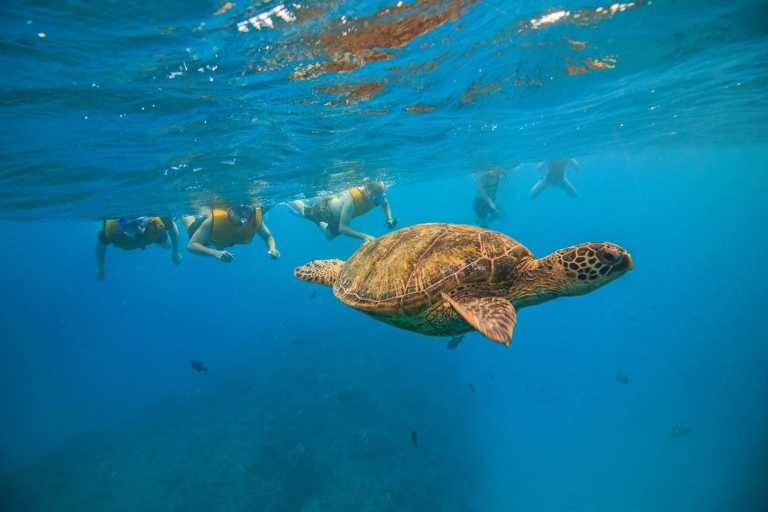 Livingoceantours Turtle Canyons Snorkel Excursion Watching Turtle