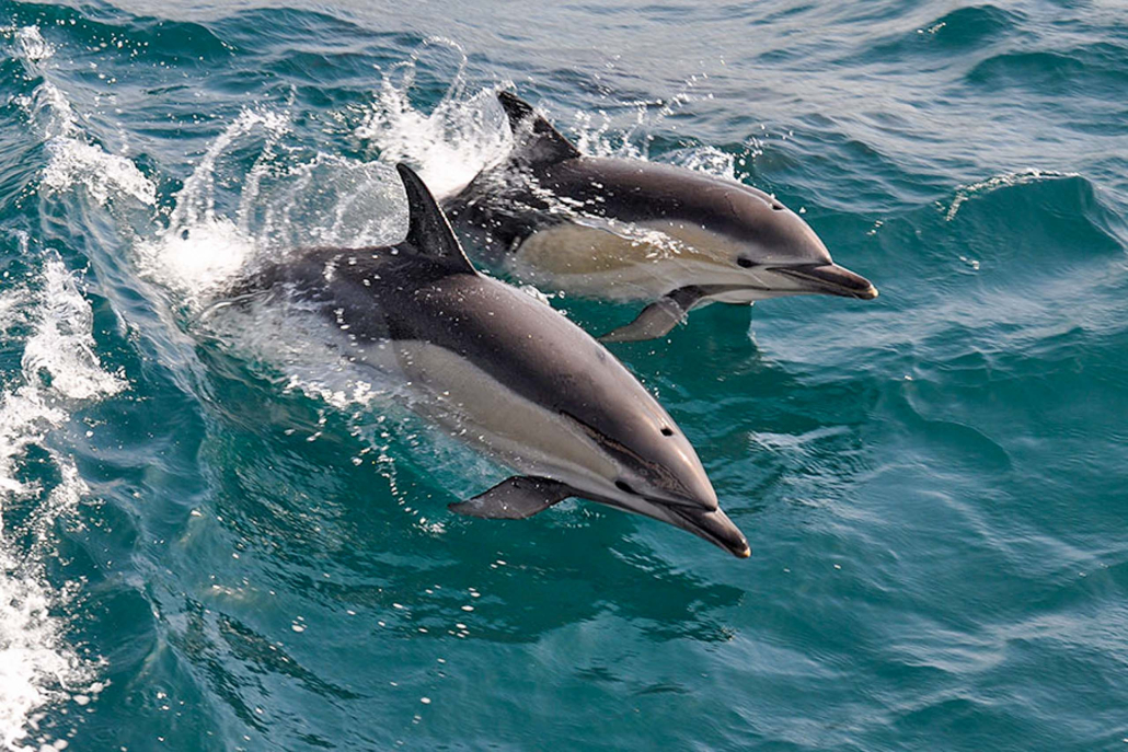 Mauiadventurecruises Lanai Dolphin And Snorkel Adventure Dolphin Pair