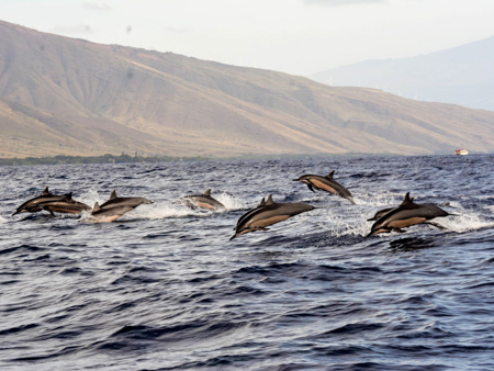Mauiadventurecruises Lanai Dolphin And Snorkel Adventure
