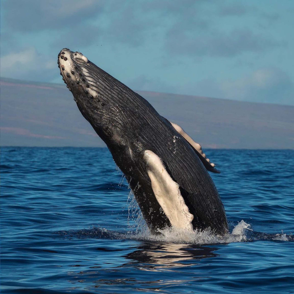 Discount Maui Whale Watch Beautiful Whale Moment