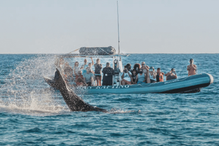 Discount Maui Whale Watch Maui Family Whale Watch
