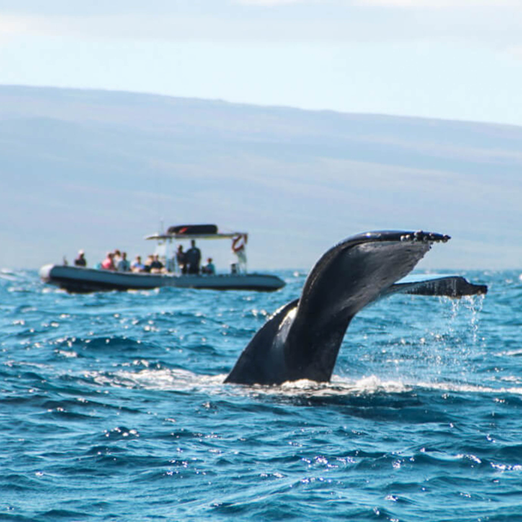 Discount Maui Whale Watch Maui Whale Watch Tours