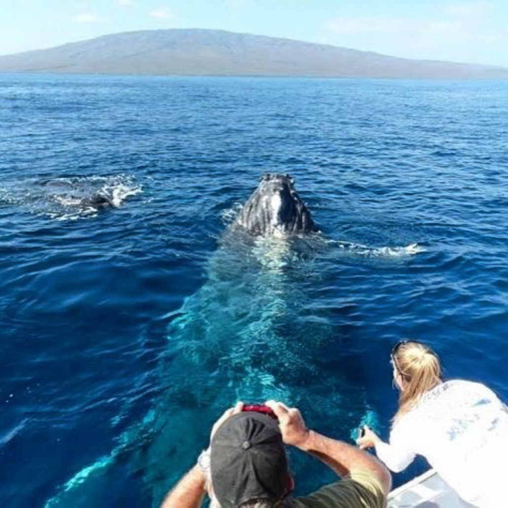 Discount Maui Whale Watch Upclose Whale Watching Maui