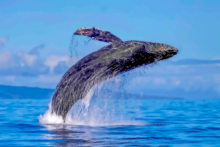 Discount Maui Whale Watch Whale Jumping