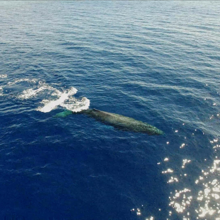 Discount Maui Whale Watch Whale Watching In Maui