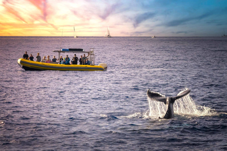 Discount Maui Whale Watch Whale Watching In Oahu