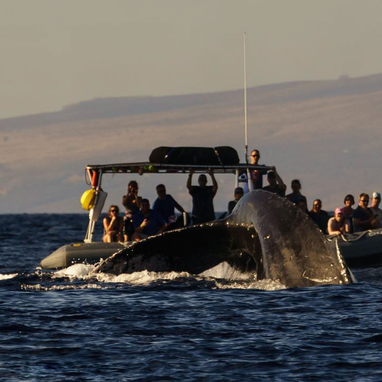 Discount Maui Whale Watch Whale Watching Maui Tour