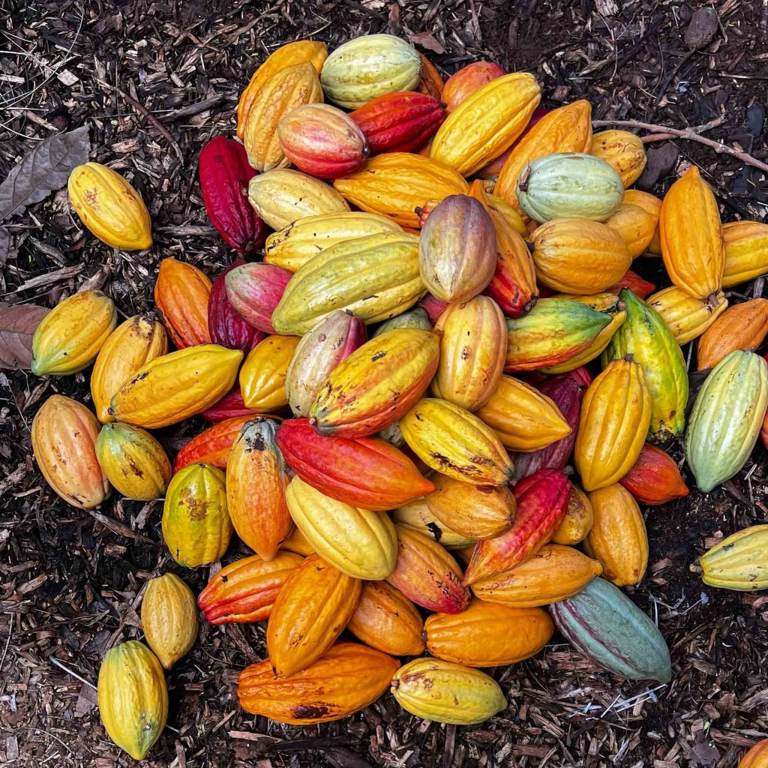 Mauichocolatetour Guided Cacao Farm Tour Cacaos