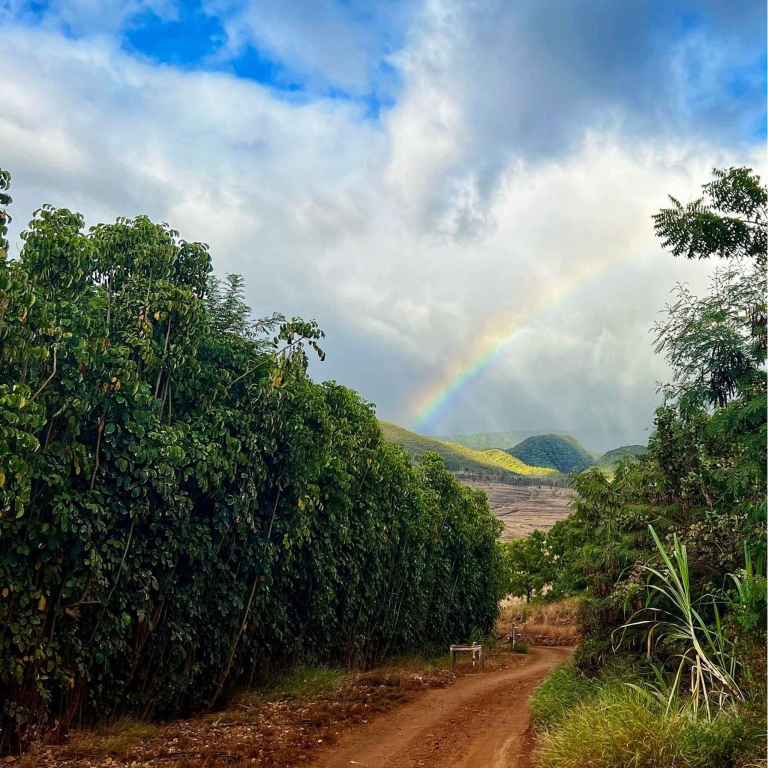 Mauichocolatetour Guided Cacao Farm Tour Farm View