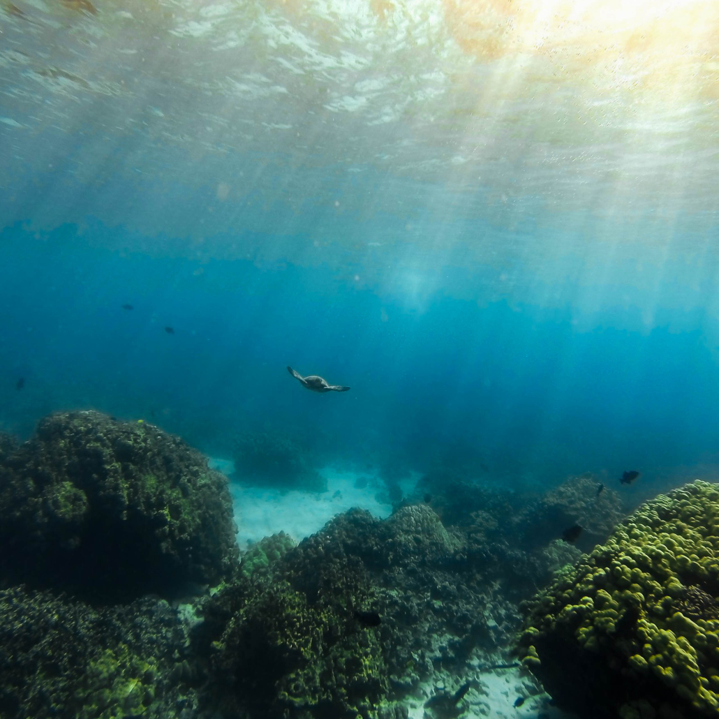 Swimwithdolphinsandmantas Kona Coast Morning Snorkel Trip Deep Ocean