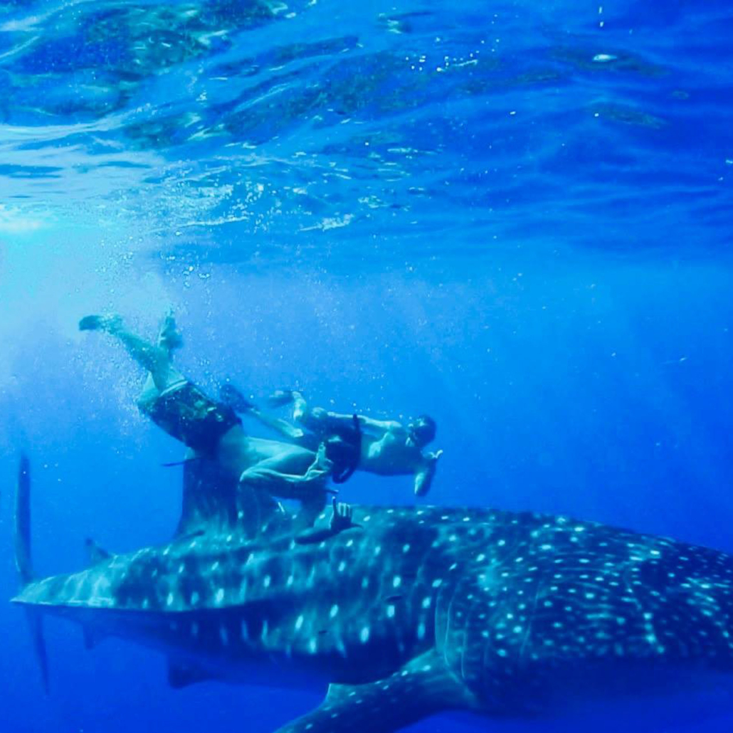 Swimwithdolphinsandmantas Kona Coast Morning Snorkel Trip Swim With Whale