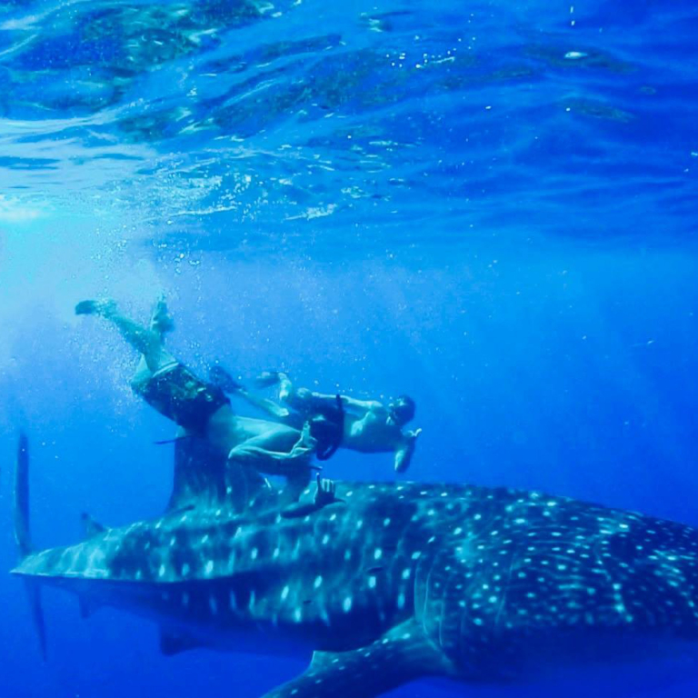 Swimwithdolphinsandmantas Kona Coast Morning Snorkel Trip Swim With Whale