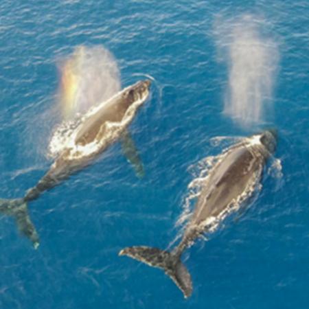 Discount Maui Whale Watch Whales Overhead