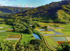 Hanalei Valley Taro Fields River Kauai