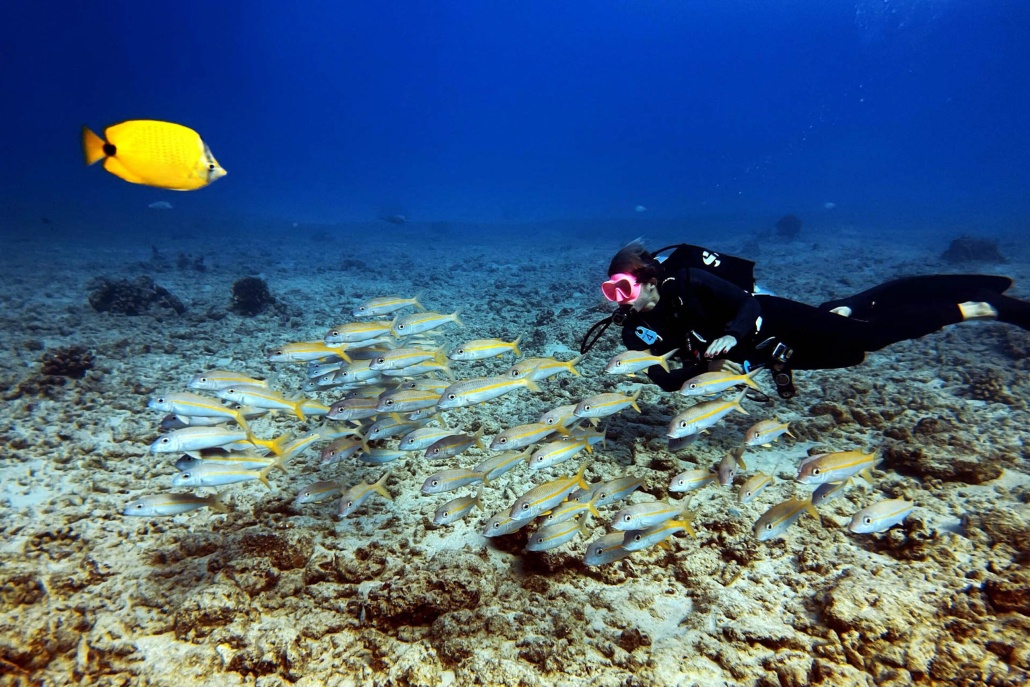 Enjoy Exceptional Diving Along Honolulus Famous Reefs Shallow Reefs Tour Dive Oahu Snorkel