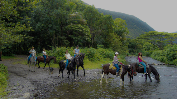 Hilo Horseback Riding Tour Big Island Wailea Horseback