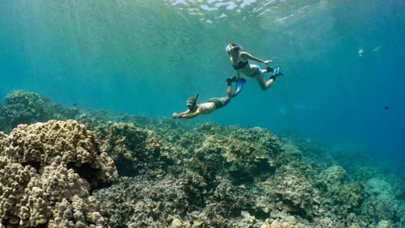 Kailua Kona Morning Snorkel