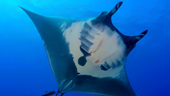Kona Manta Rays Graceful Ocean Creatures Off The Kona Coast Ocean Encounters Big Island
