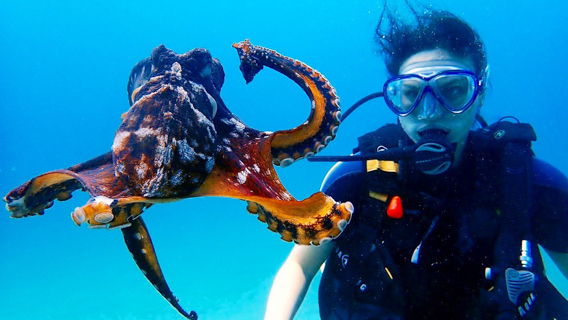 Maui See Octopus While Snorkel On Hula Girl Cruise Maui Snorkel