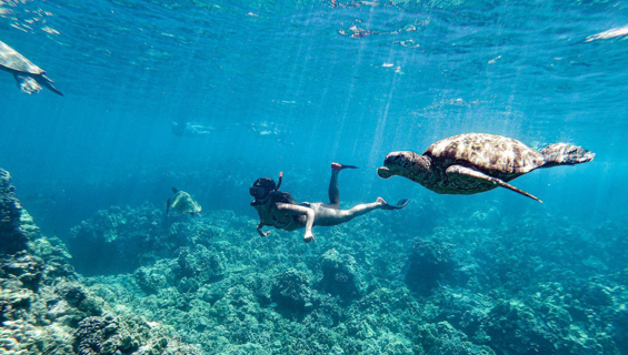 Maui Snorkel With Turtles In Maui