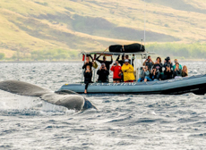 Mini Maui Whale Watch In Raft In Maui